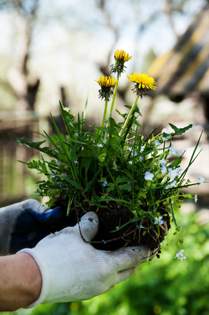 The plant dandelion with a piece of soil in the hands of manの写真素材