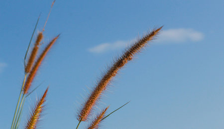 Grass Flower