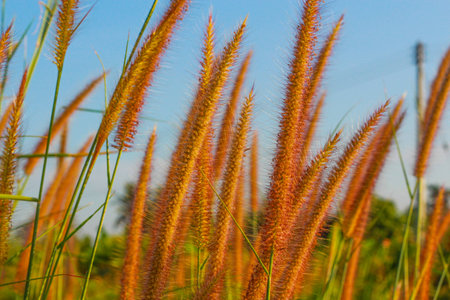 Grass Flowerの写真素材