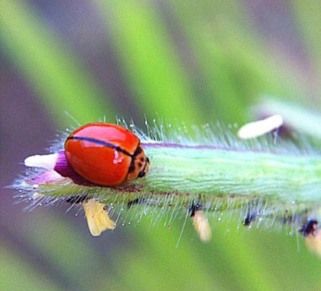 ladybird