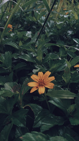 portrait of the beauty of flowers, portrait a beautiful garden with plants, portrait of a sunset,...