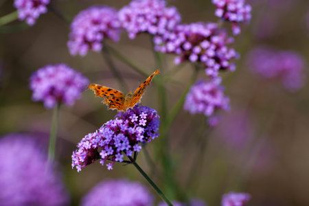 Butterflies and flower