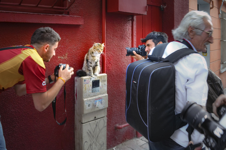 Istanbul, Turkey - September 9, 2012: While modeling for photographers Photographers interested in the cat model study, one of Istanbul Ãukurcu me, I saw a street cat across the street.のeditorial素材