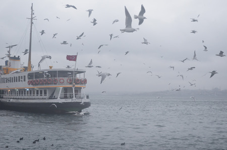 Istanbul, Turkey - January 27, 2013: Istanbul, Kadikoy. Foggy morning, waiting to ferry passengers and dancing seagulls. Dancing seagulls on the pier. Seagulls are fed with food provided by people around the harbor.のeditorial素材