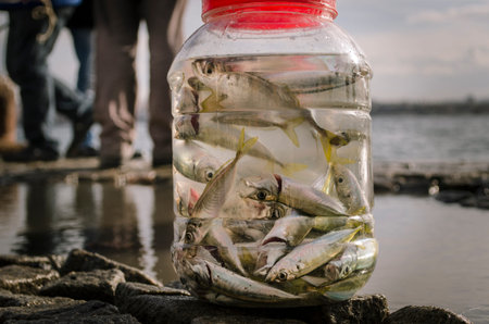 Turkey - Istanbul at the Bosphorus bonito, bluefish, mackerel, sardines, sea bass and other bottom fish hunt. Migration time increases in fishing catch fish.の写真素材