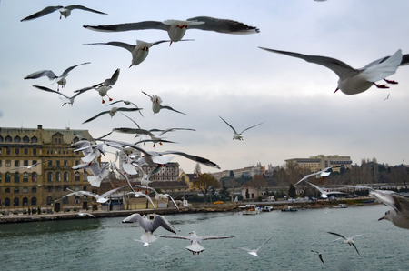 Turkey - Istanbul throat historic Haydarpasa train station and Near the pier with lots of seagulls flying.のeditorial素材