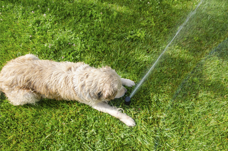 Happy and smiling Golden Retriever dog. Play with water fountainの写真素材
