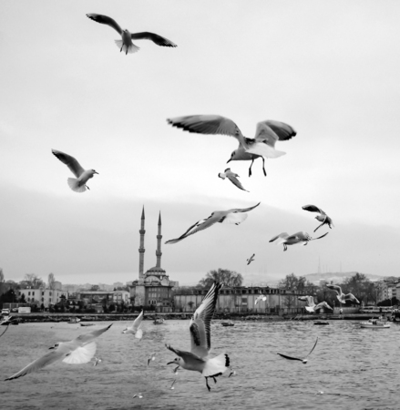 Istanbul, Turkey -  Kadikoy dancing seagulls on the pier. Seagulls are fed with food provided by people around the harbor.の写真素材