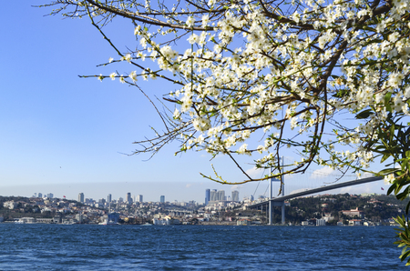 Bosphorus in spring. View of sea through the branches of tree in Istanbul, Turkeyの写真素材