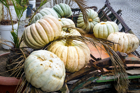 Designed for decorating, Several large pumpkins on an old car.の写真素材