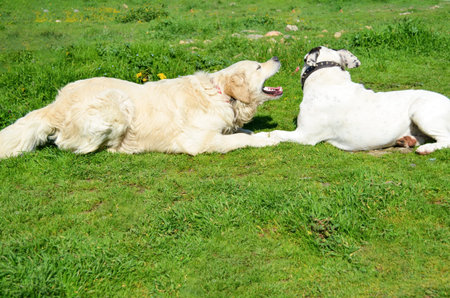 Golden retriever dog with long hair.  Golden Retrievers are very smart dog that are loyal and...