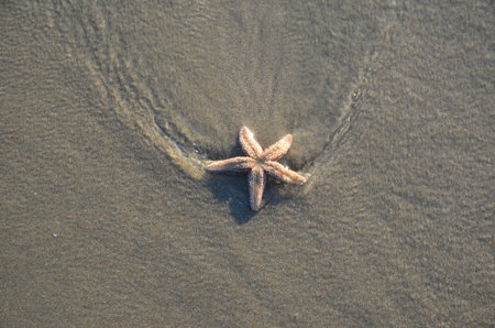 Coast beach sand surface, background. Starfish on the natural environment