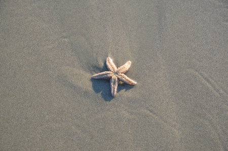Coast beach sand surface, background. Starfish on the natural environment