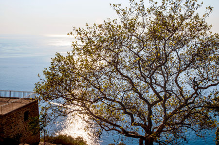 Istanbul, Buyukada Old plane-tree on Yucetepe. The island's highest hill Yorgi, Yorgi Church and...