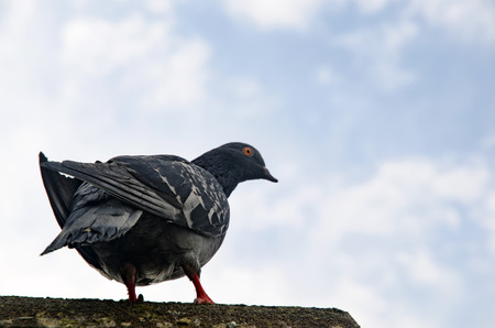 Pigeon Background. Pigeons have made contributions of considerable importance to humanity, especially in times of war. In war the homing ability of pigeons has been put to use by making them messengers.の写真素材