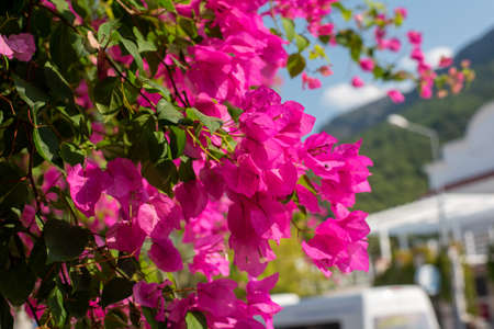 Bougsinvilleaの写真素材