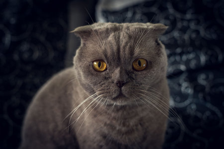 portrait of a Scottish fold cat