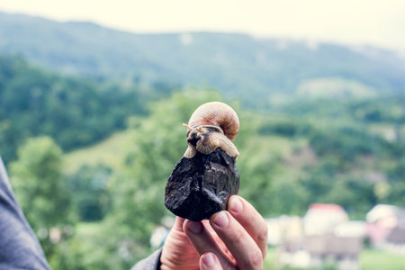 Carpathian snail from the forest