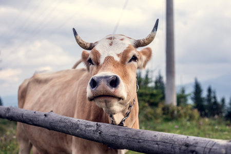 cows in the meadowの写真素材