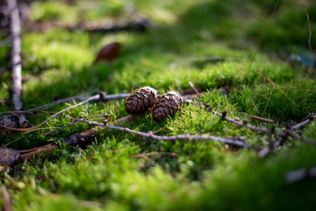 Two pine cones lie on a soft, moss-covered forest floor, surrounded by twigs and dappled sunlight, capturing the peaceful essence of a woodland setting.の写真素材