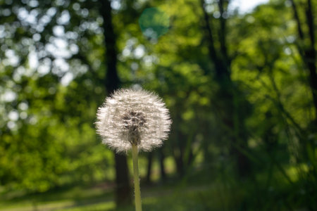 A white dandelion flower in full bloom, showing its delicate, fluffy seed head against a soft green background, symbolizing nature's beauty.の写真素材