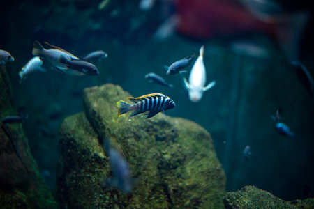 Coral reef fishes, known for their vibrant colors and diverse species, thrive in the dynamic environment at WrocÅaw Zoo, captivating visitors with their lively movements and intricate patterns as they navigate through the coral structures.の写真素材
