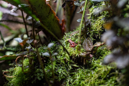 The Phantasmal poison-arrow frog (Epipedobates tricolor) showcases its vibrant colors and intricate...