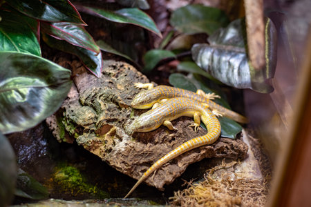Schneider's skink, recognized for its smooth scales and elongated body, can be spotted basking in the sun at WrocÅaw Zoo, captivating visitors with its unique appearance and behaviors.の写真素材