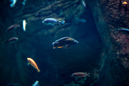 Coral reef fishes, known for their vibrant colors and diverse species, thrive in the dynamic environment at WrocÅaw Zoo, captivating visitors with their lively movements and intricate patterns as they navigate through the coral structures.の写真素材