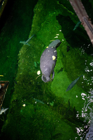 North American manatee, An Antillean Manatee (Trichechus manatus manatus) in Wroclaw Zoo, Poland, gracefully swimming in clear water, showing its gentle nature and unique appearance.の写真素材