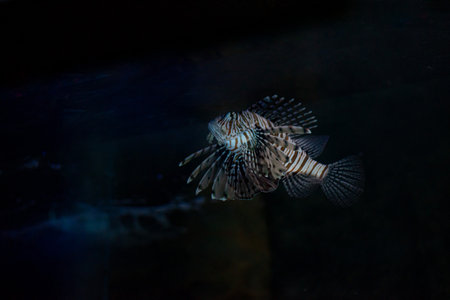 A striking Red Lionfish in the Wroclaw Aquarium, Poland, displays its vibrant colors and elegant fins, gliding through the water in a stunning underwater scene.の写真素材