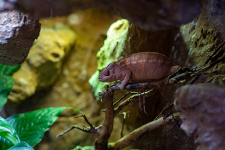 The panther chameleon, famous for its stunning color changes and unique patterns, displays its vibrant hues at WrocÅaw Zoo, captivating visitors with its remarkable ability to adapt to its surroundings.の写真素材