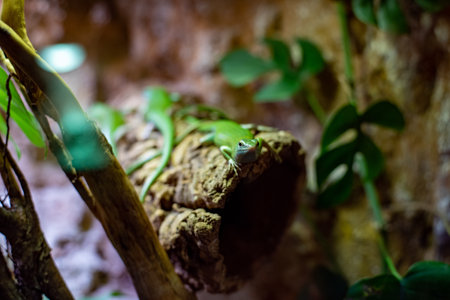 Lamprolepis smaragdina, commonly known as the emerald skink, displays its vibrant green color and sleek body at WrocÅaw Zoo, enchanting visitors with its striking appearance and agile movements.の写真素材