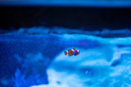 The Ocellaris clownfish, famous for its vibrant orange color and distinctive white stripes,...