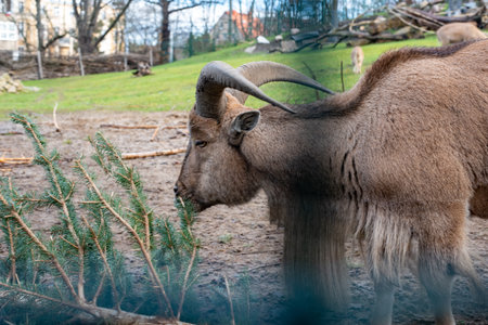 The Barbary sheep, known for its impressive curved horns and sandy brown coat, gracefully roams its habitat at the WrocÅaw Zoo, showcasing its beauty.の写真素材