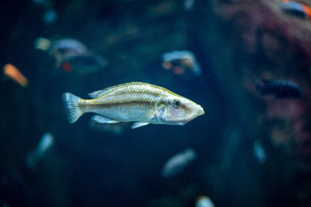The Malawi eyebiter, a distinctive cichlid known for its unique appearance and territorial behavior,...