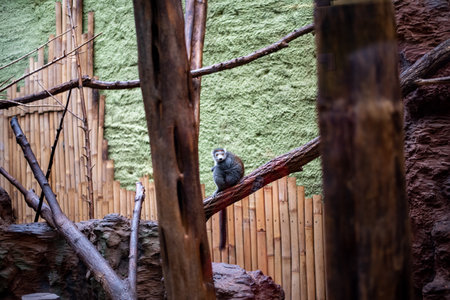 The Mongoose Lemur, a captivating primate with striking fur and expressive eyes, can be seen in WrocÅaw Zoo, showcasing its playful behavior and social nature.の写真素材