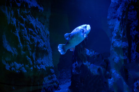 The blue-spotted puffer, known for its vibrant blue spots and unique round shape, glides through the waters at WrocÅaw Zoo, captivating visitors with its playful personality and striking appearance.の写真素材
