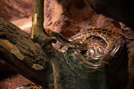 The Indian python, a large and striking snake known for its beautiful patterns, rests gracefully in its habitat at WrocÅaw Zoo, captivating visitors with its majestic presence.の写真素材