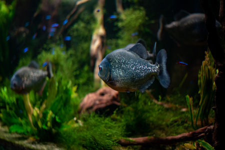 Pygocentrus piraya, commonly known as the red-bellied piranha, displays its striking colors and sharp teeth while swimming in the waters of WrocÅaw Zoo, intriguing visitors with its fierce reputation.の写真素材