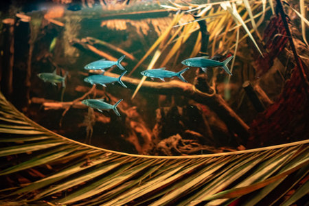 Milkfish, known for their sleek bodies and adaptability, swim in groups in the waters of WrocÅaw Zoo, showing their vibrant appearance and social behavior.の写真素材