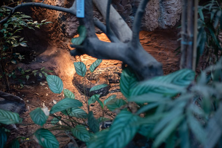 The Python Regius, or Royal Python, is a strikingly beautiful snake known for its distinct patterns...