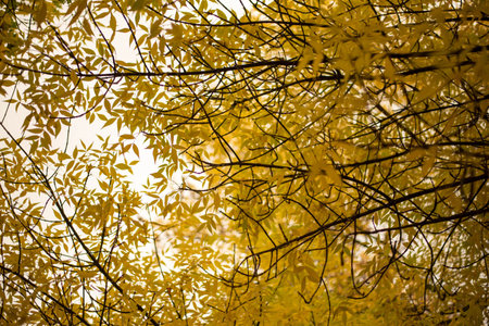 Park Poludni in Wroclaw, Poland, is a lush green retreat with scenic walking paths, ponds, and vibrant foliage, offering a peaceful escape in the heart of the city.の写真素材