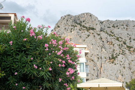Blooming Oleander in the city of Omis, Croatia, with vibrant pink and white flowers adding color to...
