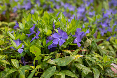 Close-up of blooming purple Vinca minor flowers, also known as periwinkle, in a lush green garden settingの写真素材