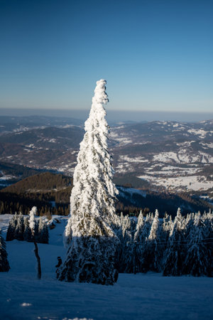 Snow-covered fir trees creating stunning sculptures on Pilsko Mountain, Slovakiaの写真素材