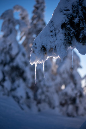 Snow-covered fir trees creating stunning sculptures on Pilsko Mountain, Slovakiaの写真素材