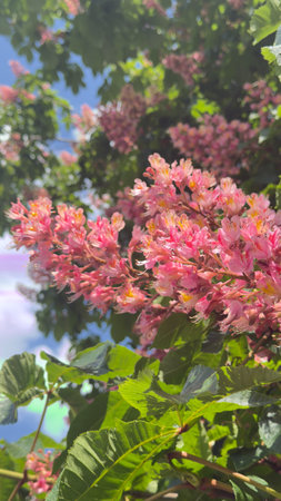 Pink chestnut flowers in full bloom on treeの写真素材