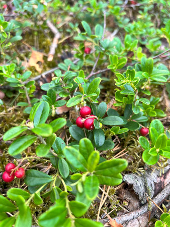 Cranberries growing on a green bush, ripe and vibrantの写真素材