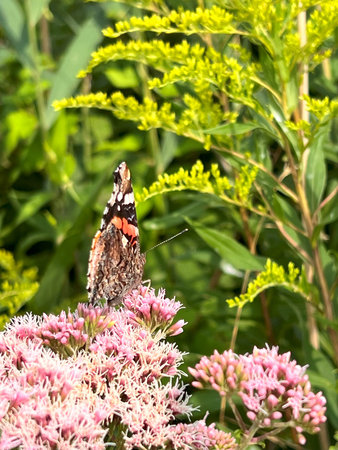 Red Admiral butterfly perched on a pink flower, vibrant and delicate